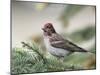 Close-up of Male Cassin's Finch in Pine Tree, Kamloops, British Columbia, Canada-Arthur Morris-Mounted Photographic Print
