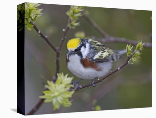 Close-up of Male Chestnut-Sided Warbler on Tree Limb,  Pt. Pelee National Park, Ontario, Canada-Arthur Morris-Stretched Canvas