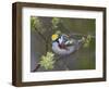 Close-up of Male Chestnut-Sided Warbler on Tree Limb,  Pt. Pelee National Park, Ontario, Canada-Arthur Morris-Framed Photographic Print