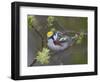 Close-up of Male Chestnut-Sided Warbler on Tree Limb,  Pt. Pelee National Park, Ontario, Canada-Arthur Morris-Framed Photographic Print