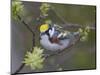 Close-up of Male Chestnut-Sided Warbler on Tree Limb,  Pt. Pelee National Park, Ontario, Canada-Arthur Morris-Mounted Photographic Print