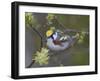 Close-up of Male Chestnut-Sided Warbler on Tree Limb,  Pt. Pelee National Park, Ontario, Canada-Arthur Morris-Framed Photographic Print