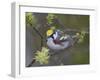 Close-up of Male Chestnut-Sided Warbler on Tree Limb,  Pt. Pelee National Park, Ontario, Canada-Arthur Morris-Framed Photographic Print