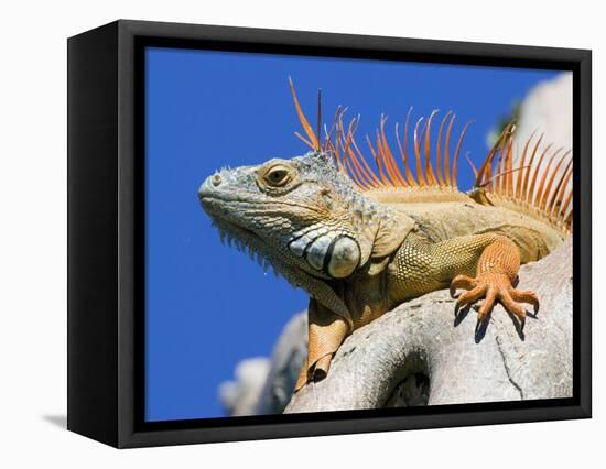 Close-Up of Male Iguana on Tree, Lighthouse Point, Florida, USA-Joanne Williams-Framed Stretched Canvas