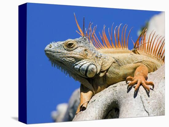Close-Up of Male Iguana on Tree, Lighthouse Point, Florida, USA-Joanne Williams-Stretched Canvas