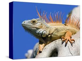Close-Up of Male Iguana on Tree, Lighthouse Point, Florida, USA-Joanne Williams-Stretched Canvas
