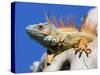 Close-Up of Male Iguana on Tree, Lighthouse Point, Florida, USA-Joanne Williams-Stretched Canvas