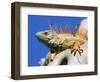 Close-Up of Male Iguana on Tree, Lighthouse Point, Florida, USA-Joanne Williams-Framed Photographic Print