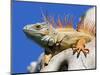 Close-Up of Male Iguana on Tree, Lighthouse Point, Florida, USA-Joanne Williams-Mounted Photographic Print