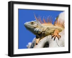 Close-Up of Male Iguana on Tree, Lighthouse Point, Florida, USA-Joanne Williams-Framed Photographic Print