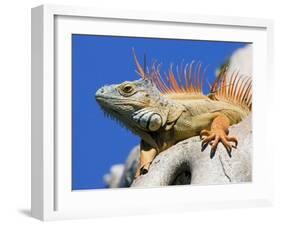 Close-Up of Male Iguana on Tree, Lighthouse Point, Florida, USA-Joanne Williams-Framed Photographic Print