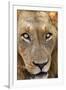 Close-up of Male Lion, Kruger National Park, South Africa.-David Wall-Framed Photographic Print