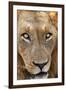 Close-up of Male Lion, Kruger National Park, South Africa.-David Wall-Framed Photographic Print