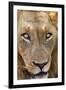 Close-up of Male Lion, Kruger National Park, South Africa.-David Wall-Framed Photographic Print