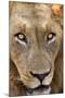 Close-up of Male Lion, Kruger National Park, South Africa.-David Wall-Mounted Photographic Print