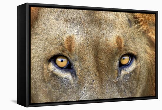 Close-up of Male Lion, Kruger National Park, South Africa.-David Wall-Framed Stretched Canvas