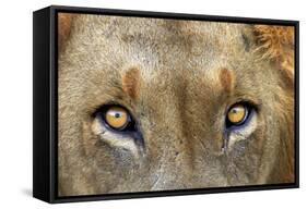 Close-up of Male Lion, Kruger National Park, South Africa.-David Wall-Framed Stretched Canvas