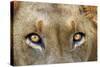 Close-up of Male Lion, Kruger National Park, South Africa.-David Wall-Stretched Canvas