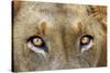 Close-up of Male Lion, Kruger National Park, South Africa.-David Wall-Stretched Canvas