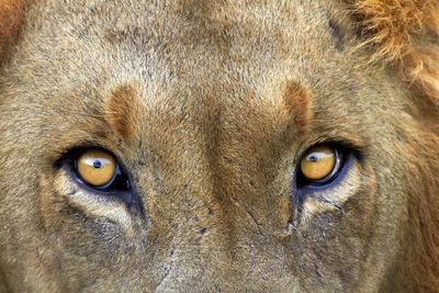 https://imgc.allpostersimages.com/img/posters/close-up-of-male-lion-kruger-national-park-south-africa_u-L-POBWOR0.jpg?artPerspective=n