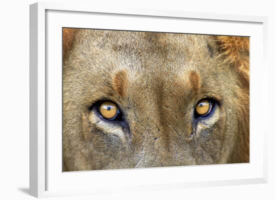 Close-up of Male Lion, Kruger National Park, South Africa.-David Wall-Framed Photographic Print