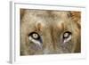 Close-up of Male Lion, Kruger National Park, South Africa.-David Wall-Framed Photographic Print