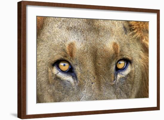Close-up of Male Lion, Kruger National Park, South Africa.-David Wall-Framed Photographic Print