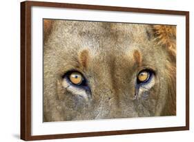 Close-up of Male Lion, Kruger National Park, South Africa.-David Wall-Framed Photographic Print