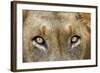 Close-up of Male Lion, Kruger National Park, South Africa.-David Wall-Framed Photographic Print