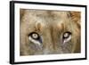 Close-up of Male Lion, Kruger National Park, South Africa.-David Wall-Framed Photographic Print