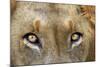 Close-up of Male Lion, Kruger National Park, South Africa.-David Wall-Mounted Photographic Print