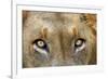 Close-up of Male Lion, Kruger National Park, South Africa.-David Wall-Framed Photographic Print