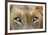 Close-up of Male Lion, Kruger National Park, South Africa.-David Wall-Framed Photographic Print