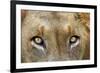 Close-up of Male Lion, Kruger National Park, South Africa.-David Wall-Framed Photographic Print