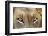 Close-up of Male Lion, Kruger National Park, South Africa.-David Wall-Framed Photographic Print