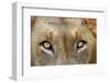 Close-up of Male Lion, Kruger National Park, South Africa.-David Wall-Framed Photographic Print