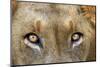 Close-up of Male Lion, Kruger National Park, South Africa.-David Wall-Mounted Photographic Print