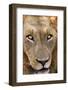 Close-up of Male Lion, Kruger National Park, South Africa.-David Wall-Framed Photographic Print