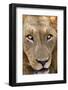 Close-up of Male Lion, Kruger National Park, South Africa.-David Wall-Framed Photographic Print