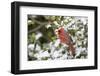 Close-up of male Northern Cardinal (Cardinalis cardinalis) in American Holly (Ilex opaca), Mario...-Panoramic Images-Framed Photographic Print