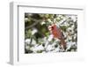 Close-up of male Northern Cardinal (Cardinalis cardinalis) in American Holly (Ilex opaca), Mario...-Panoramic Images-Framed Photographic Print