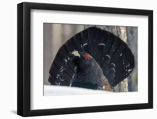 Close up of male Western capercaillie during lek mating, Finland-Jussi Murtosaari-Framed Photographic Print