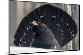 Close up of male Western capercaillie during lek mating, Finland-Jussi Murtosaari-Mounted Photographic Print