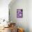 Close-Up of Mallow-Leaved Bindweed (Convolvulus Althaeoides) Flower Covered in Raindrops, Cyprus-Lilja-Framed Stretched Canvas displayed on a wall