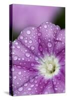 Close-Up of Mallow-Leaved Bindweed (Convolvulus Althaeoides) Flower Covered in Raindrops, Cyprus-Lilja-Stretched Canvas