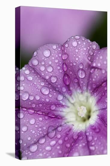 Close-Up of Mallow-Leaved Bindweed (Convolvulus Althaeoides) Flower Covered in Raindrops, Cyprus-Lilja-Stretched Canvas