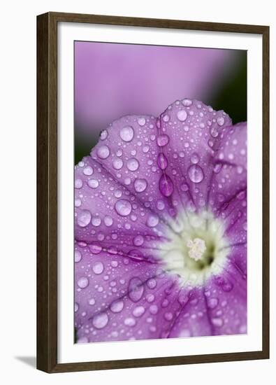 Close-Up of Mallow-Leaved Bindweed (Convolvulus Althaeoides) Flower Covered in Raindrops, Cyprus-Lilja-Framed Premium Photographic Print