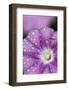 Close-Up of Mallow-Leaved Bindweed (Convolvulus Althaeoides) Flower Covered in Raindrops, Cyprus-Lilja-Framed Photographic Print