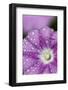 Close-Up of Mallow-Leaved Bindweed (Convolvulus Althaeoides) Flower Covered in Raindrops, Cyprus-Lilja-Framed Photographic Print