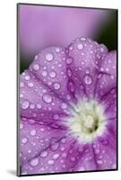 Close-Up of Mallow-Leaved Bindweed (Convolvulus Althaeoides) Flower Covered in Raindrops, Cyprus-Lilja-Mounted Photographic Print